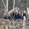 Reacţia unei ursoaice cu trei pui, după ce vede un pădurar | Video