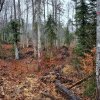 România nu are suficienți inspectori pentru a controla exportul de lemn din defrișări ilegale, recunoaște un șef din Garda Forestieră Națională, citat într-o investigație internațională