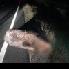 Urs ucis pe DN1, lovit de o mașină la câteva minute după ce fusese transmis mesajul RO-Alert care anunța prezența animalului în zonă