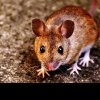 Oficiul Fitosanitar Sălaj: Prevenirea și combaterea şoarecilor de câmp