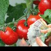 Sălajul, printre județele fruntașe la plățile pentru programul Tomata 2