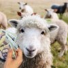 Schimbări la obținerea subvenției APIA pentru oi și capre