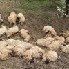 Măcel lângă Timișoara – peste o sută de oi ucise de câini