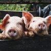 Care este specia ideală de porc pentru piața din România