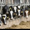 Cazuri fără precedent de gripă aviară descoperite la vacile de lapte