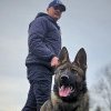 Gruparea de Jandarmi Mobilă Brașov angajează subofițer operativ principal – specializarea conductor câine serviciu