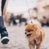 Marș pentru promovarea adopției câinilor, sâmbătă, la Sfântu Gheorghe