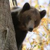 Un urs brun a rănit cinci persoane