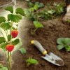Când se plantează căpșunii și care este cea mai bună metodă de fertilizare a plantelor