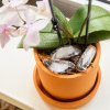 Ce să faci cu ghiveciul orhideelor înainte de a le uda. Detaliul care le face să fie sănătoase şi să înflorească des