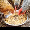 Ce să le dai găinilor să mănânce primăvara pentru a dubla numărul de ouă. Secretul bunicilor de la ţară