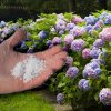 Ce să presari primăvara la rădăcinile hortensiilor pentru flori viu colorate. Îţi vor transforma complet grădina