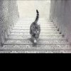 Cea mai grea iluzie optică. Îți poți da seama ce face pisica din imagine? Doar cei cu mintea ageră se prind