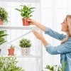 Cele 5 plante care te scapă de praful din casa ta. Purifică aerul, trebuie să le ai în camera de zi