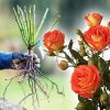 Cum să stimulezi creșterea rapidă a trandafirilor. Așa trebuie să-i plantezi la final de martie