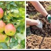 Cum trebuie plantați pomii fructiferi în groapă în luna martie. Secretul grădinarilor prin care vei avea roade bogate
