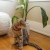Plantele otrăvitoare pentru pisici. Mare atenție, nu ai voie să le ai în casă