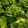 Trucul unic prin care salata verde nu va deveni vâscoasă. Va rămâne proaspătă mai mult timp