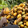Cacao, mai scumpă decât cuprul: Cât a ajuns să coste tona de boabe?