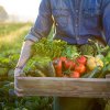 Cultivi tomate, primești subvenție și pentru alte legume. Reguli noi pentru legumicultori, din 2025