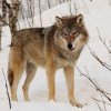 Lupii în pericol! Comisia Europeană cere reducerea de protecție a lupului