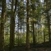 Noul Cod silvic: Tăierile „la ras” vor fi interzise. Condiții stricte pentru proprietarii de păduri