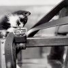 Proiect de lege pentru eutanasierea pisicilor. Inițiatorul, un fost USR-ist