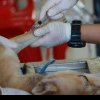S-a ales praful de cabinetele veterinare din portofoliul statului: Multe nu mai există decât pe hărtie