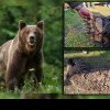 Scandal în Harghita: Urs împușcat fără motiv în satul Târnovița