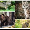 APM BN începe monitorizarea și estimarea efectivelor speciilor urs brun, lup, râs și pisică sălbatică pe teritoriul judeţului
