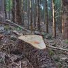 Noul Cod Silvic adoptat de Guvern: se va putea tăia cât poate înghiți piața lemnului