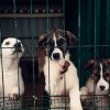 RECLAMAȚIE – Câinii vagabonzi fac probleme la Recea. Se cere ajutorul poliției