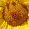 România, pe locul doi în UE la producţia de floarea soarelui, în 2023, şi pe primul loc la suprafaţa cultivată