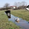 ROMÂNIA REALĂ – Pui de lebădă, mutilat de niște „iubitori de animale”. Se întâmplă în Maramureș