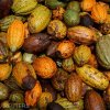 Tona de cacao a ajuns la un preţ record de 10.000 de dolari, afectându-i pe producătorii de ciocolată şi dulciuri