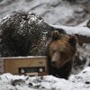 URȘI – Proiectul de lege care reintroduce vânătoarea pe bază de cote de prevenție, undă verde la Senat