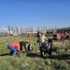 FOTO| Angajați ai Apa CTTA, acțiune de ecologizare în zona drumului care duce la Stația de Epurare a apelor uzate din Alba Iulia