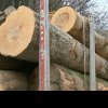 Înșelăciune cu lemn, în Munții Apuseni. Autorii faptei sunt din județul Mureș
