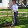 Viceprimarul Emil Popescu a plantat un cireș, în locul unui copac rupt de furtună. “E locul unde am copilărit.”