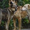 Zeci de câini, într-o locuință din Teiuș. 41 de exemplare au fost plasate în adăposturi din județele Alba și Sibiu