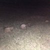Turmă atacată de câini vagabonzi, în Timiș. De frică, peste 100 de oi au intrat într-un loc strâmt și au murit sufocate
