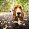 10 rase de câini cu cel mai dezvoltat simț al mirosului