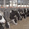 21 martie- ultima zi pentru depunerea cererile aferente schemei de ajutor de stat pentru  crescătorii din sectorul bovinelor de carne și al bubalinelor