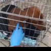 61 de câini, găsiţi într-o gospodărie din Alba. Proprietara a fost amendată cu 12.000 de lei