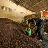 Boabele de cacao au ajuns la un preț record, de peste 10.000 de dolari pe tonă