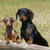 Câinii Teckel nu o să fie interziși în Germania. Ministerul german al Agriculturii pune capăt speculațiilor din presă