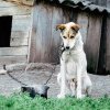 Caz șocant în Bihor: Bărbat reţinut după ce a ucis câinele vecinului. O femeie, care l-a văzut, i-a cerut să-i spânzure şi pe ai ei