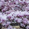 Cea mai bătrână magnolie din București are peste 100 de ani. Unde poate fi fotografiată și care e legenda ei