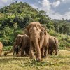 „Cum fac oamenii”. Elefanţii asiatici îşi îngroapă puii morţi și plâng după ei (studiu)