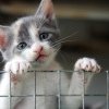Daniel Toda va retrage proiectul de eutanasiere a pisicilor fără stăpân după ce a primit 